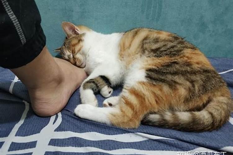 梦到猫非要往我身上扑