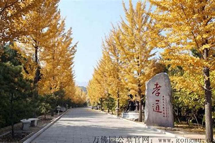 龙抬头是什么生肖 生肖龙或生肖兔？