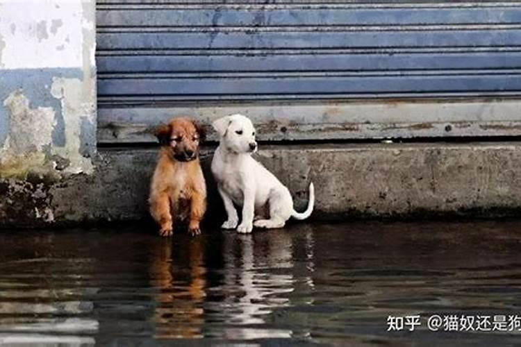 梦见我亲弟弟丢了
