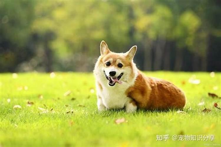 客厅养什么狗最旺财