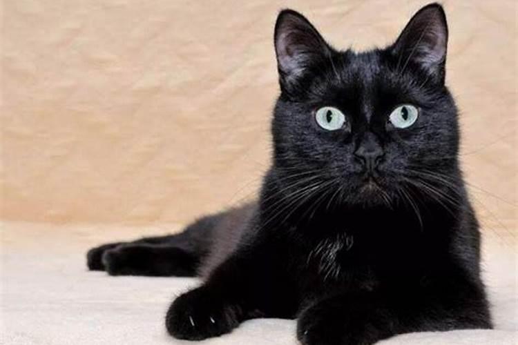 梦到黑猫 梦到黑猫的征兆