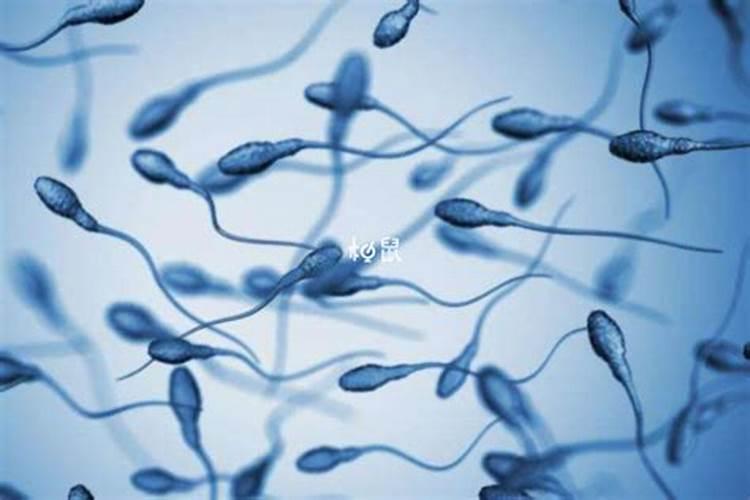 2025年十二生肖每月运势详解
