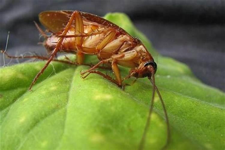 分手后总是梦见前男友是怎么回事