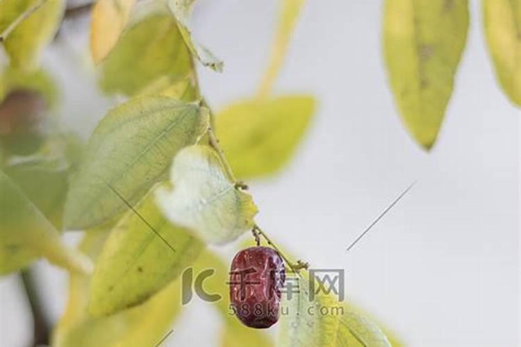 梦见梦树上接满红枣的预兆