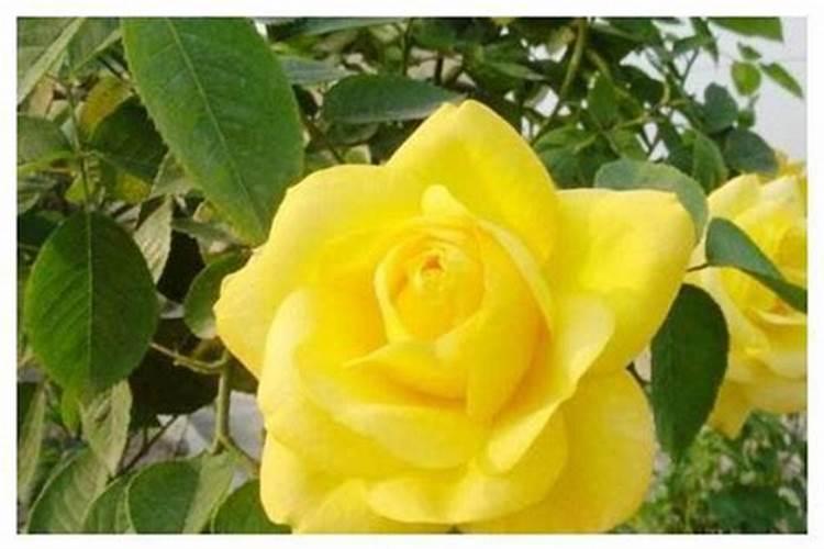 婚姻不顺的八字特征 八字婚姻不顺怎么办？