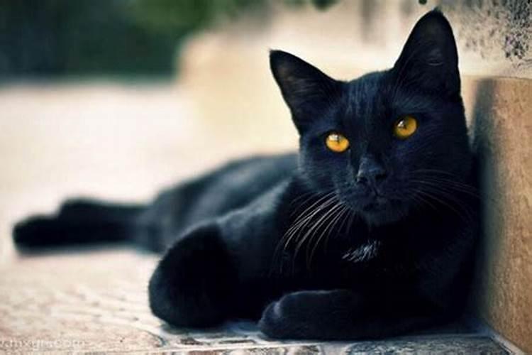梦见黑猫扑向自己咬我 预示什么