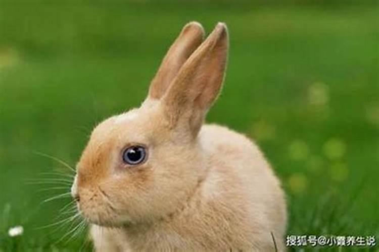 女属鼠,男属兔适合一起吗？