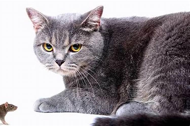 梦见猫和老鼠在一起周公解梦