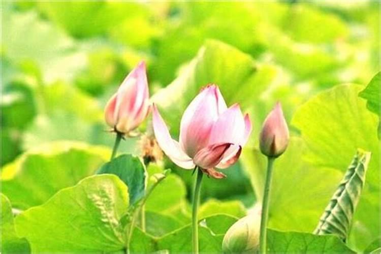 梦到老头是什么意思 梦到老头是什么含义
