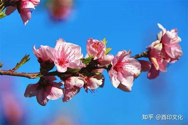 八字桃花查法