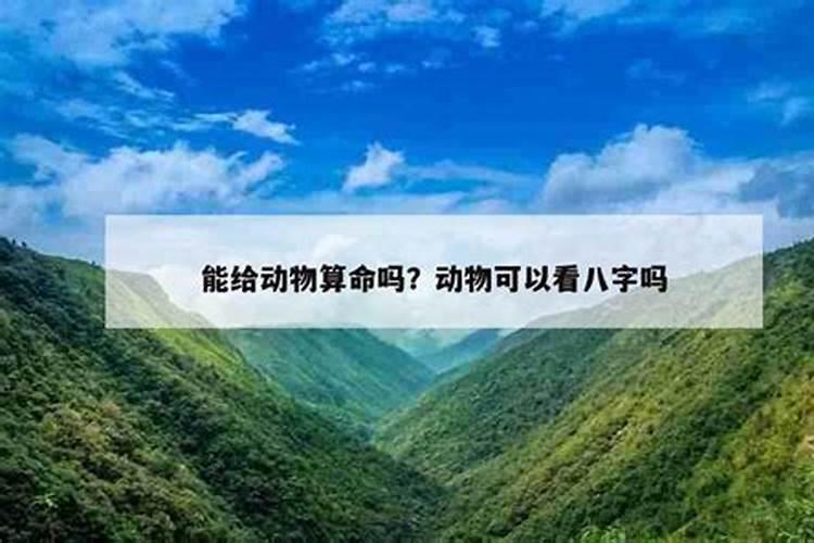 算命可以给动物算吗？如果知道动物的生辰八字,能算出动物的一生吗,例如...