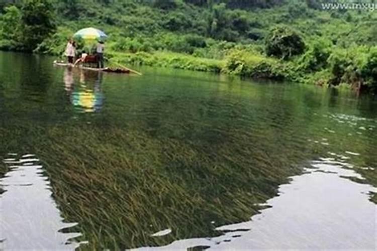 梦见很多大虾在水里游有什么预兆？是什么意思？