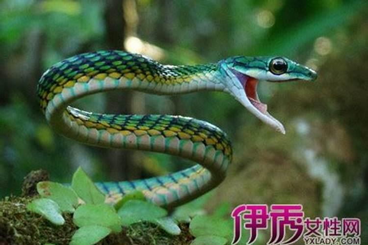 梦见家人吃蛇自己没吃