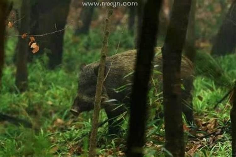 做梦梦到野猪是什么征兆