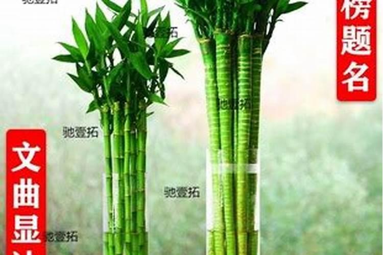 文昌位必须放4个富贵竹吗文昌位放富贵竹的一些讲究