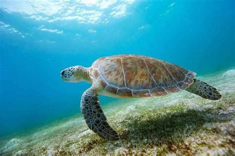 梦见大海龟在水里游过来