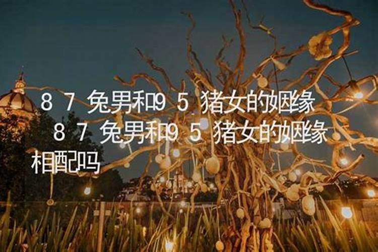 鹅掌柴是招财树吗,4个妙招一眼辨别鹅掌柴和招财树