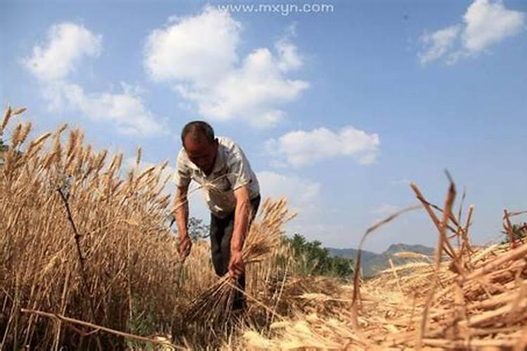 梦见收油菜籽是什么意思？