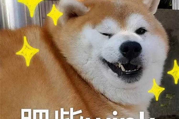 男人梦见狗好不好