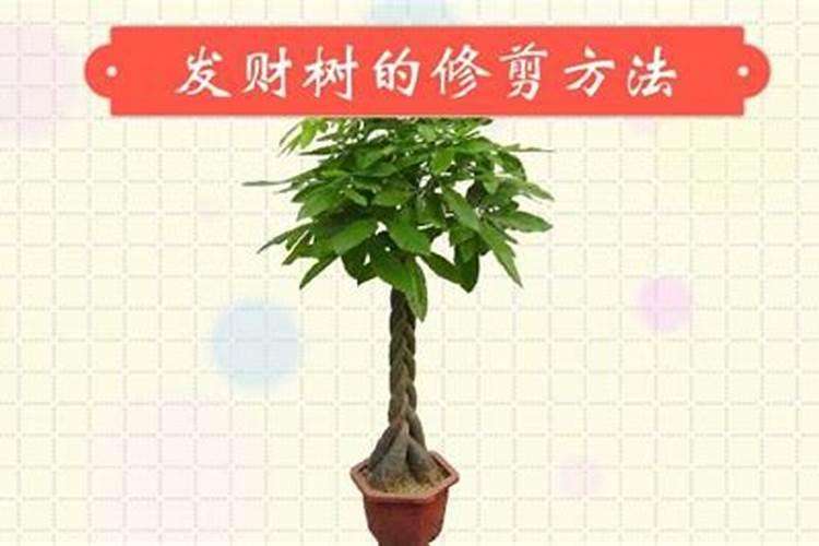 客厅发财树高过人好吗 常常修剪运势更好？