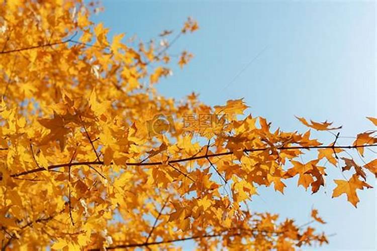 清明节禁忌的水果