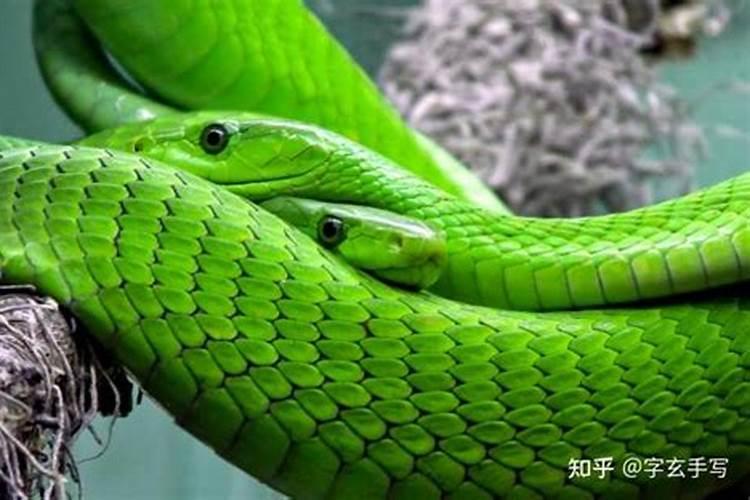 梦见特别多小蛇的预兆