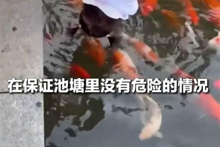 家里养金鱼几条最旺财,家中养金鱼注意事项