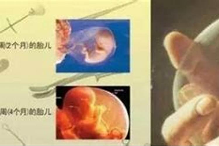 男属羊女属狗相配吗？ 、