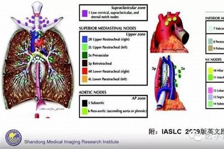 细胞因子简介