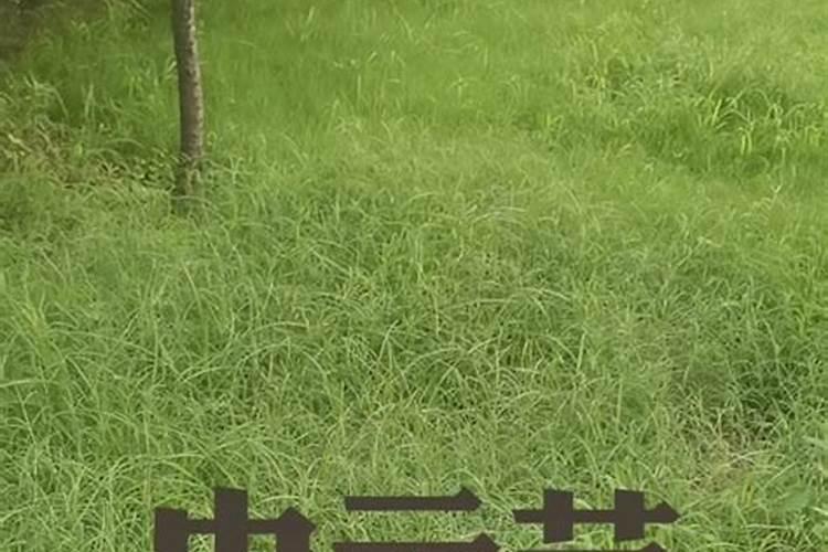 小年大十五是什么意思