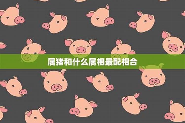 男属猪的和什么属相合适 生肖属猪的婚配表大全