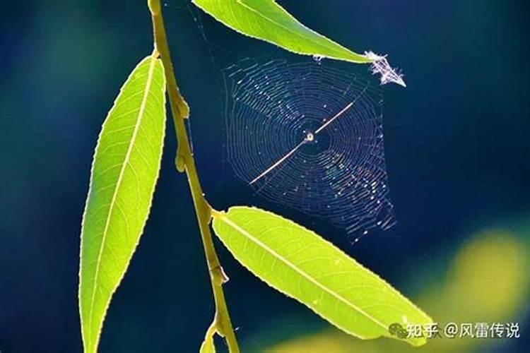 1975年几月出生的兔好1975年出生属兔人命运