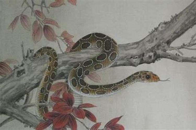 蛇和虎为什么不合？求明人指点!