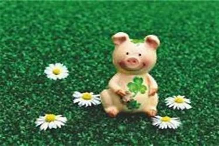 农历5月出生属猪人命好吗