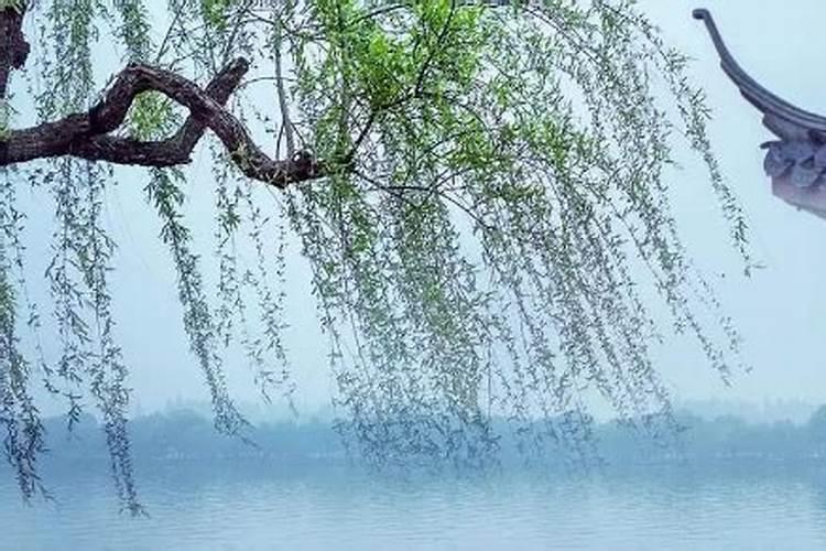 清明插柳条的最佳时间