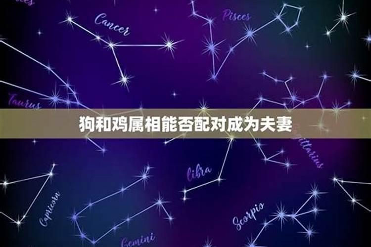 属狗的人和属鸡的人相配吗