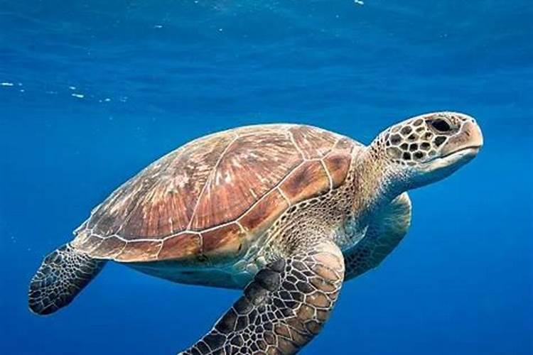 梦见海上有大海龟的预兆
