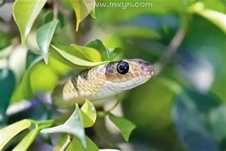 梦见自己满口掉牙要死了的预兆