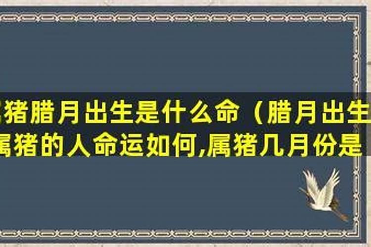 腊月猪命苦 属猪十二月出生的命运