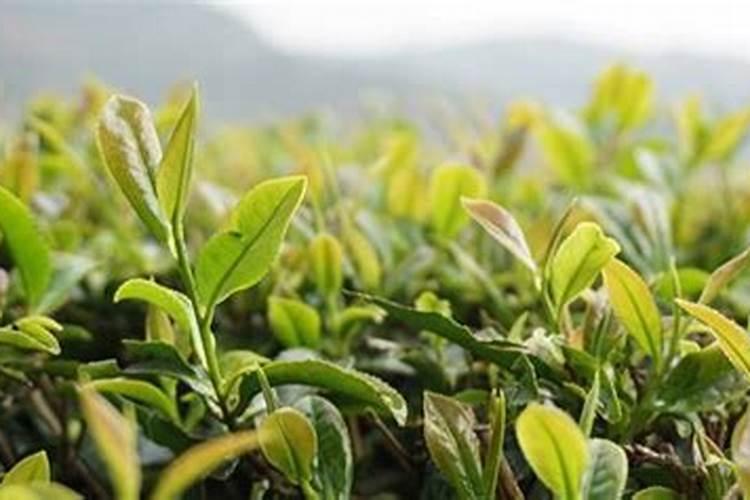 生肖龙2025年运势 属龙人2025年每月运势