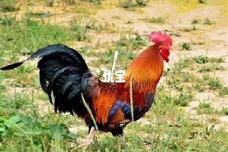 93年属鸡2025年一鸣惊人 93年生肖鸡25年运势