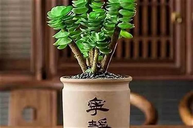 财神位可以什么植物
