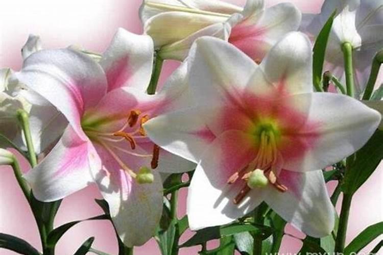 梦见百合花开是什么意思 梦见百合花开什么意思