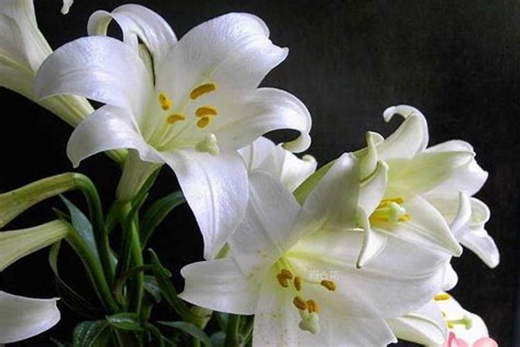 梦见百合花开是什么预兆