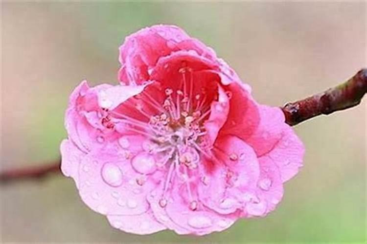 本命年如何提升桃花运 挂催旺画像能提升桃花？