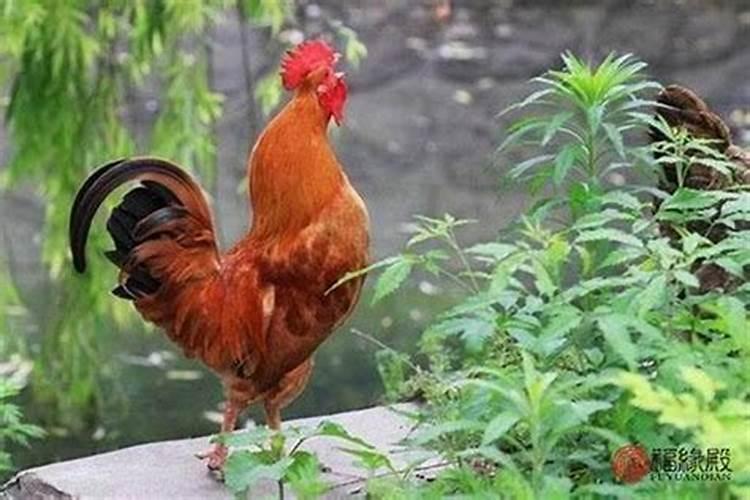 属鸡的人在婚姻中最忌讳的婚配对象有哪些