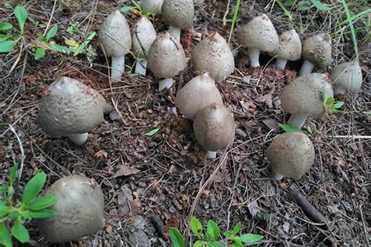 民间鬼节是几月几号,鬼节日的由来