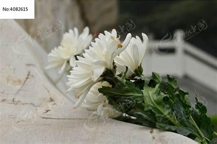 为什么给烈士墓献菊花