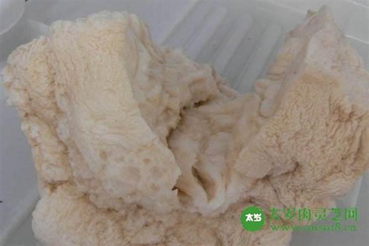 太岁是动物还是植物 太岁是什么