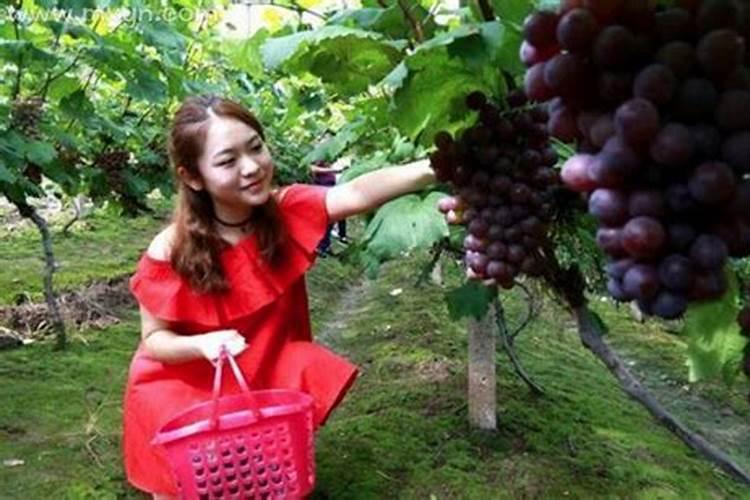 梦见树上结满了葡萄是什么意思